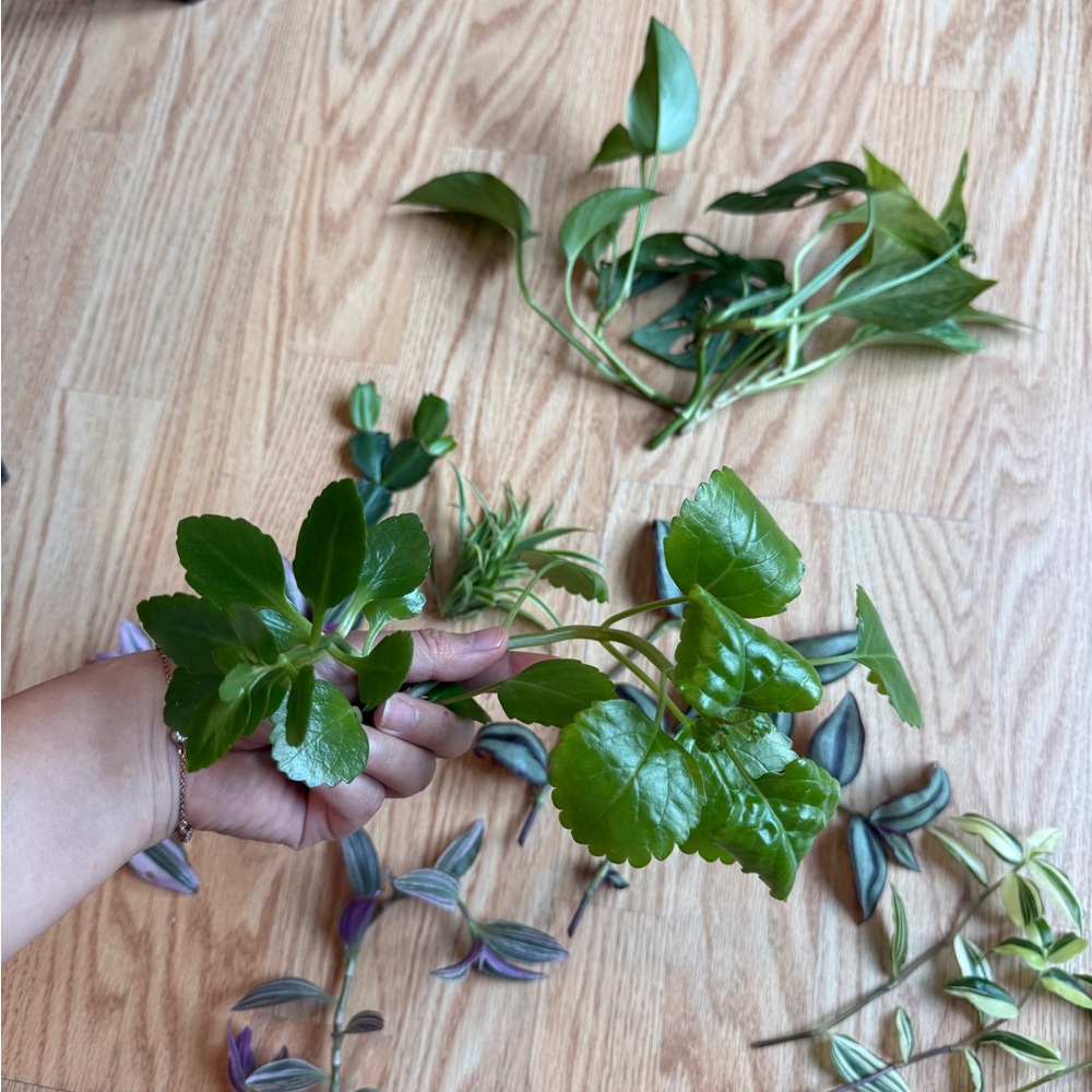 Plant Cuttings - Picture 3 of 8